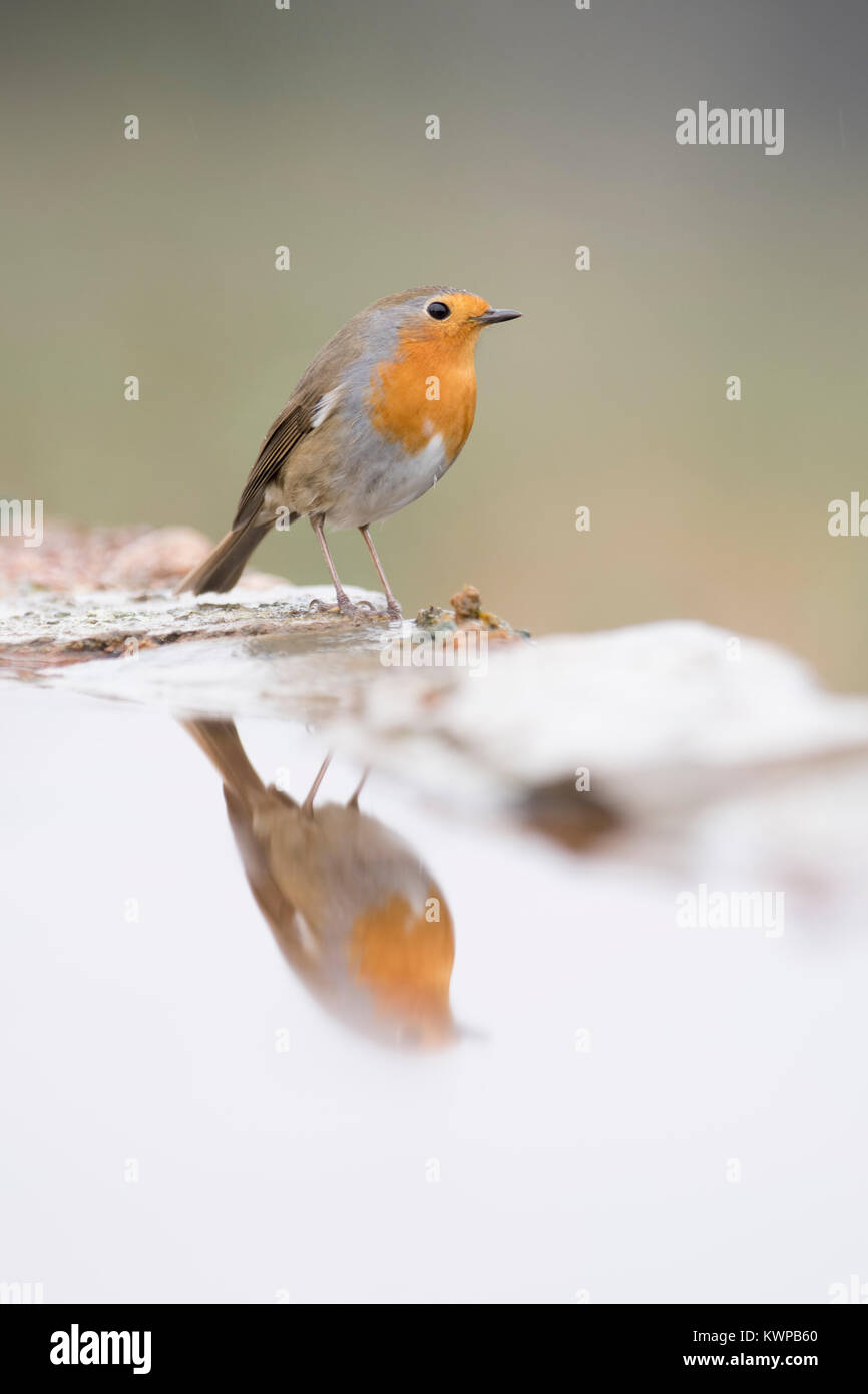 Robin Erithacus Rubecula am Pool trinken Extremadura Spanien Stockfoto