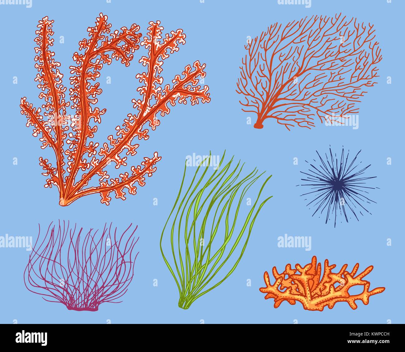 Marine pflanzen Algen. pflanzliches Leben und Nahrung für Fische. graviert  Hand in alte Skizze gezeichnet, Vintage Style. nautischen oder Meer Grüns,  Monster oder Fisch. Tiere, die in den Ozean Stock-Vektorgrafik - Alamy