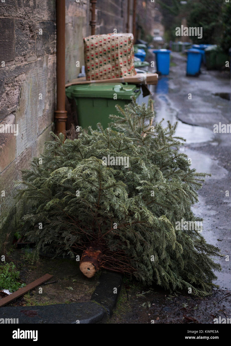 Foto von Weihnachtsbäumen, im West End von Glasgow verworfen, als Menschen, die nach der Weihnachtszeit und Kopf wieder klar. Stockfoto