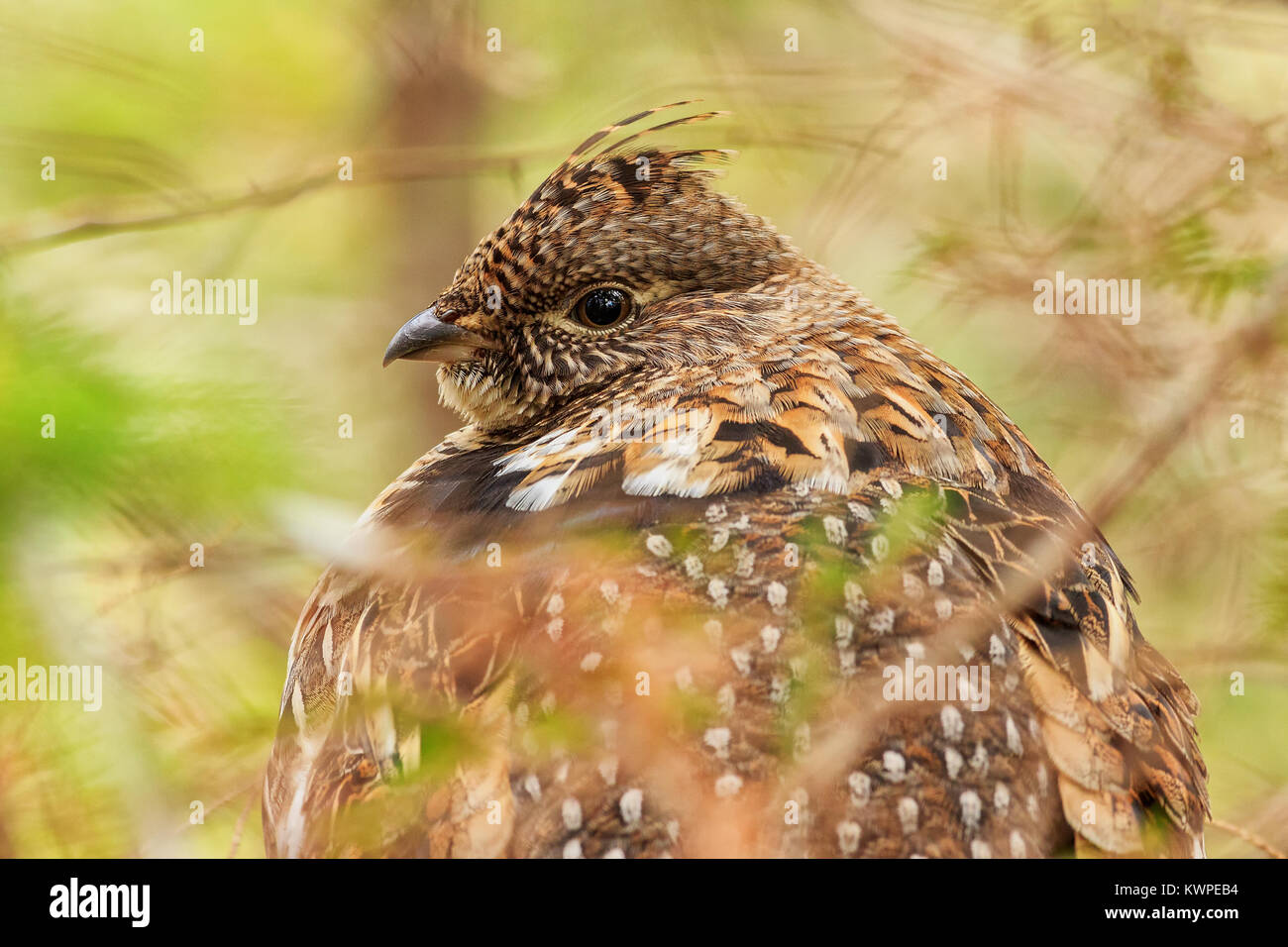 Das Porträt einer Vari Grouse. Stockfoto