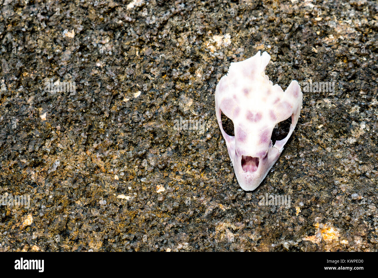 Turtle Schädel auf einem Felsen Stockfoto