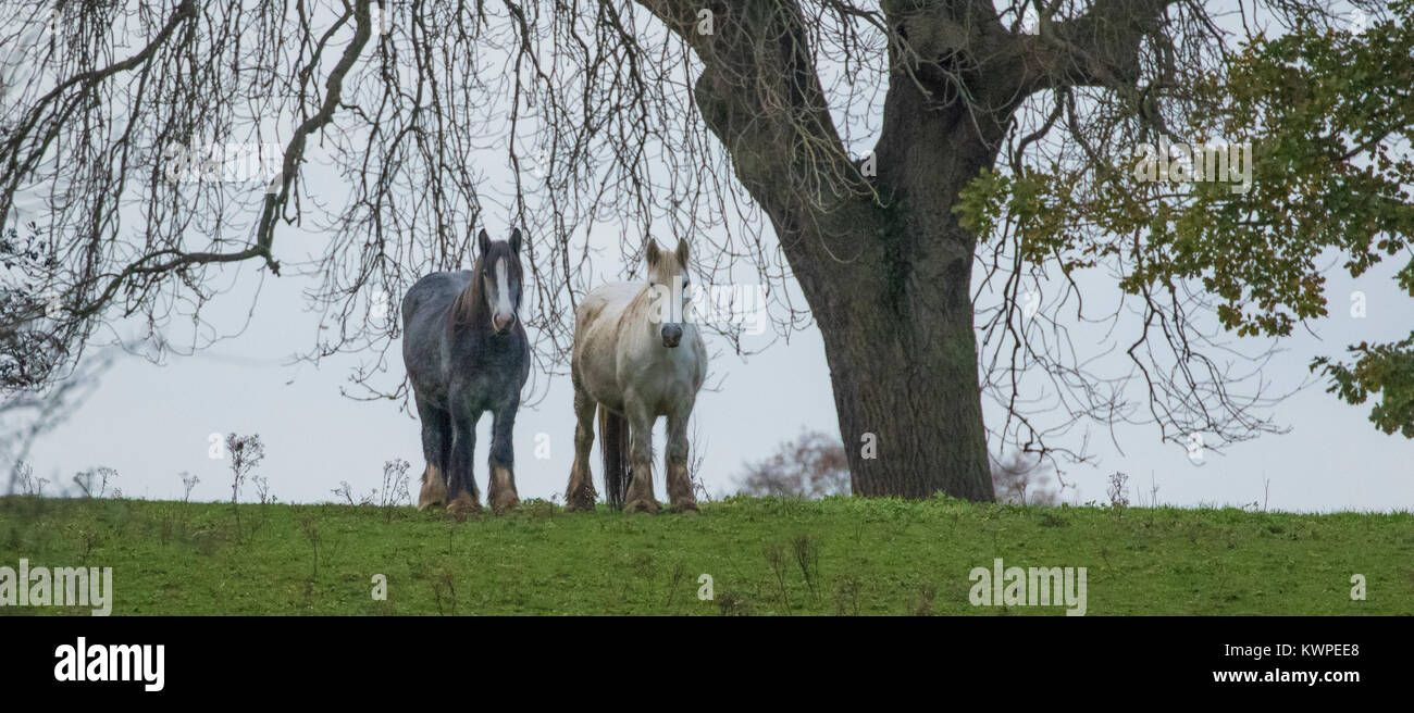 Zwei Pferde stehen unter einem Baum. Stockfoto