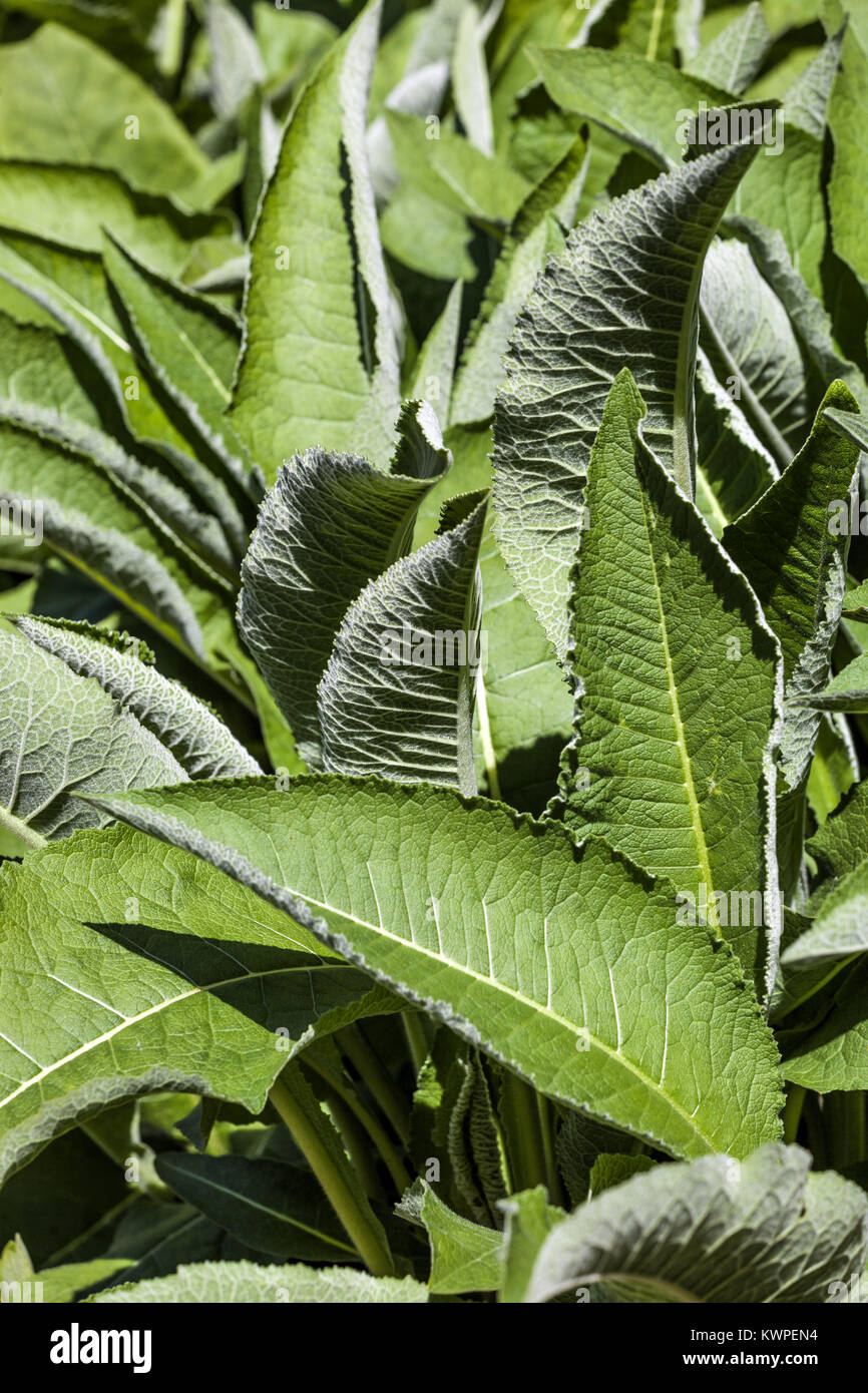 Inula helenium Blätter Stockfoto