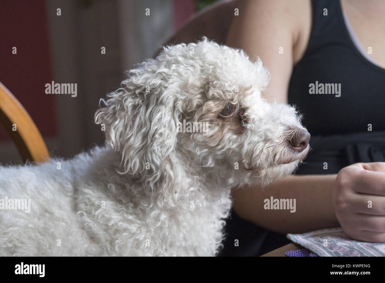 Pudel Mix Poodle Stockfotos und bilder Kaufen Alamy Pudel Terrier Stockfotos und bilder Kaufen Alamy