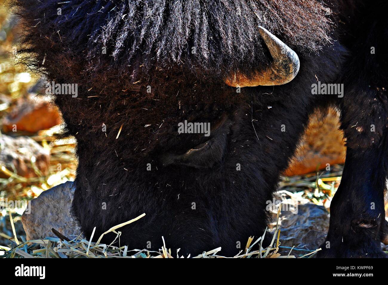 Buffalo Wärme portrait Stockfoto