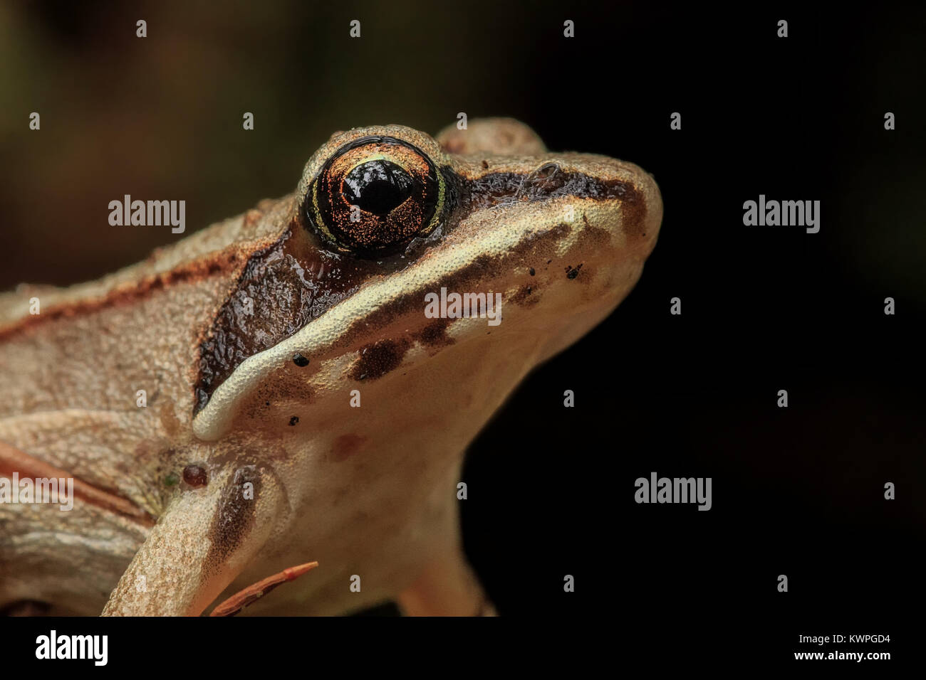 Das Porträt einer Holz Frosch in einen dunklen Wald. Stockfoto