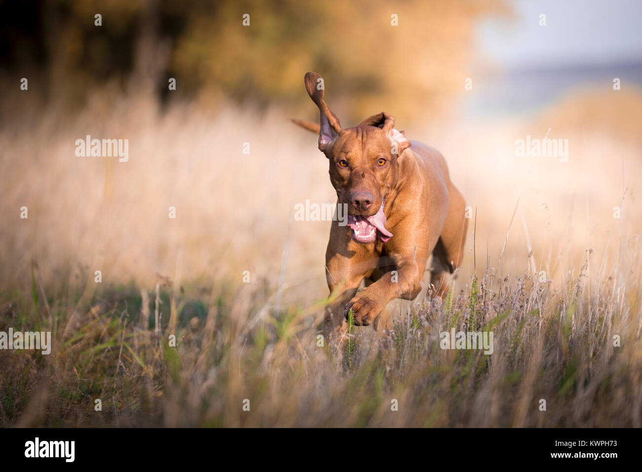 Bildunterschrift des Fliegens glücklicher Hund im Herbst Laufzeit Stockfoto