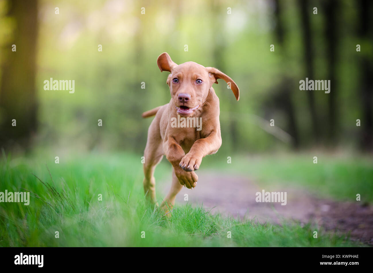 10 Wochen alter Welpe von vizsla Hund im Wald im Frühling Stockfoto