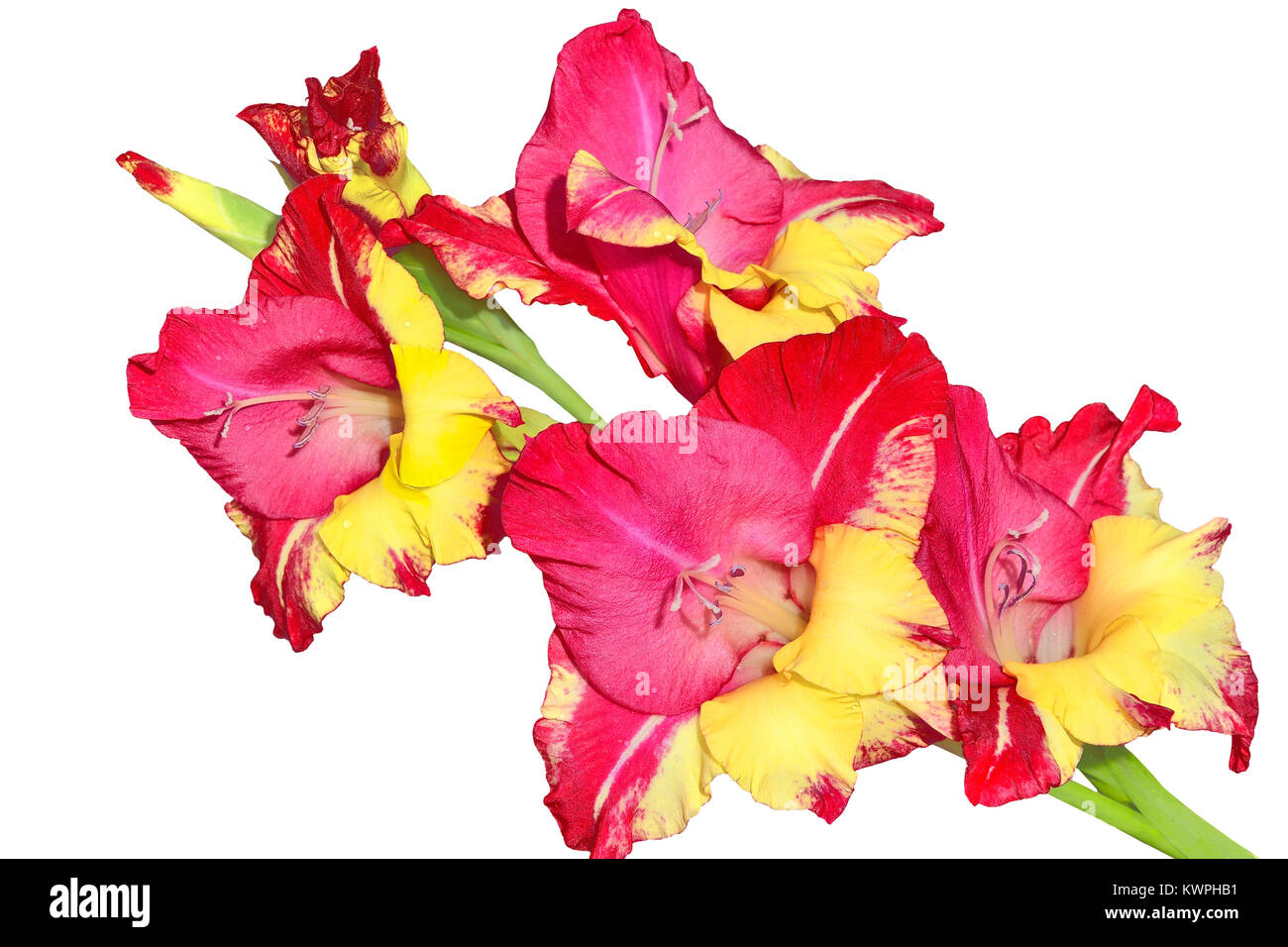 Single motley rot, rosa und gelbe Gladiolen Blume mit Wassertropfen Nahaufnahme, auf weißem Hintergrund Stockfoto