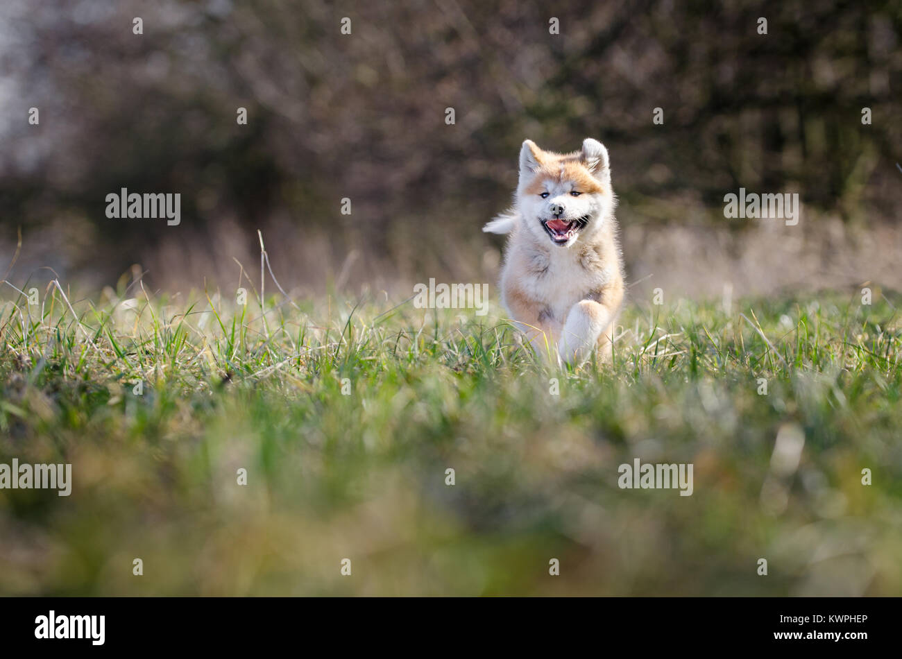 Welpen von Akita Inu japan Hund im Frühling Stockfoto