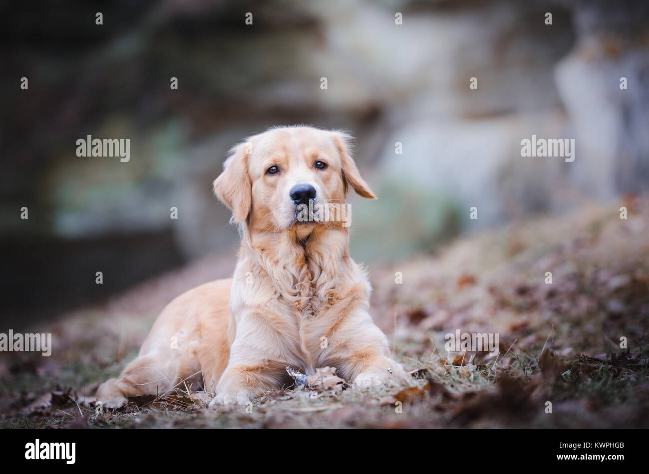 Golden Retriever Hund spielen im Winter Stockfoto