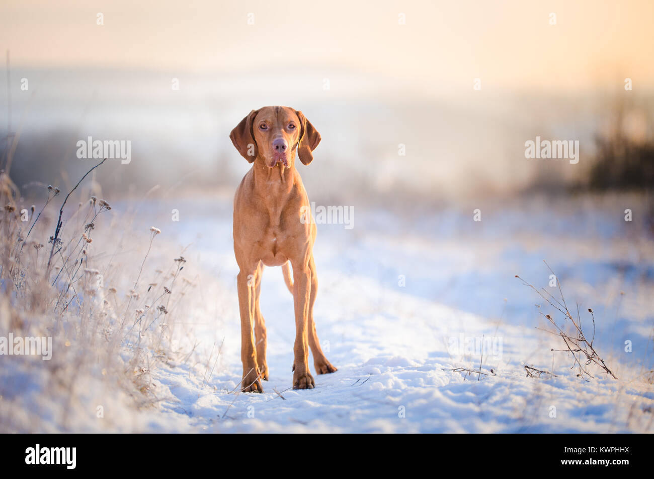 Portrait von Ungarischen Hound Dog auf Schnee im Winter Stockfoto