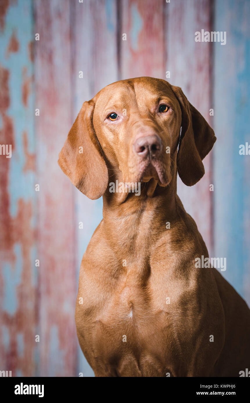 Atelier Portrait von stattlichen Ungarischer Windhund Hund Stockfoto