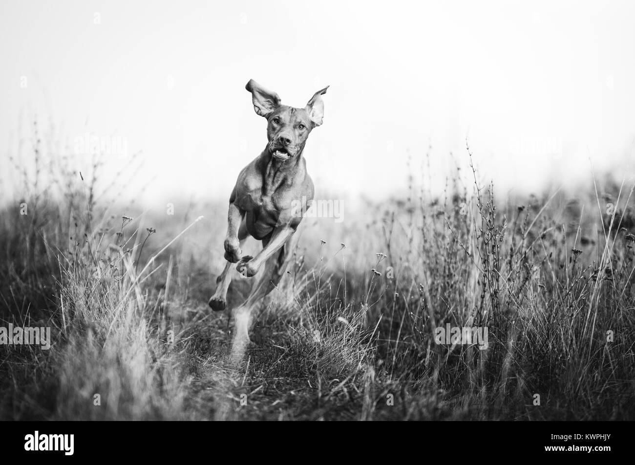 Ungarische bracke Zeiger vizsla Hund im Herbst Zeit im Feld Stockfoto