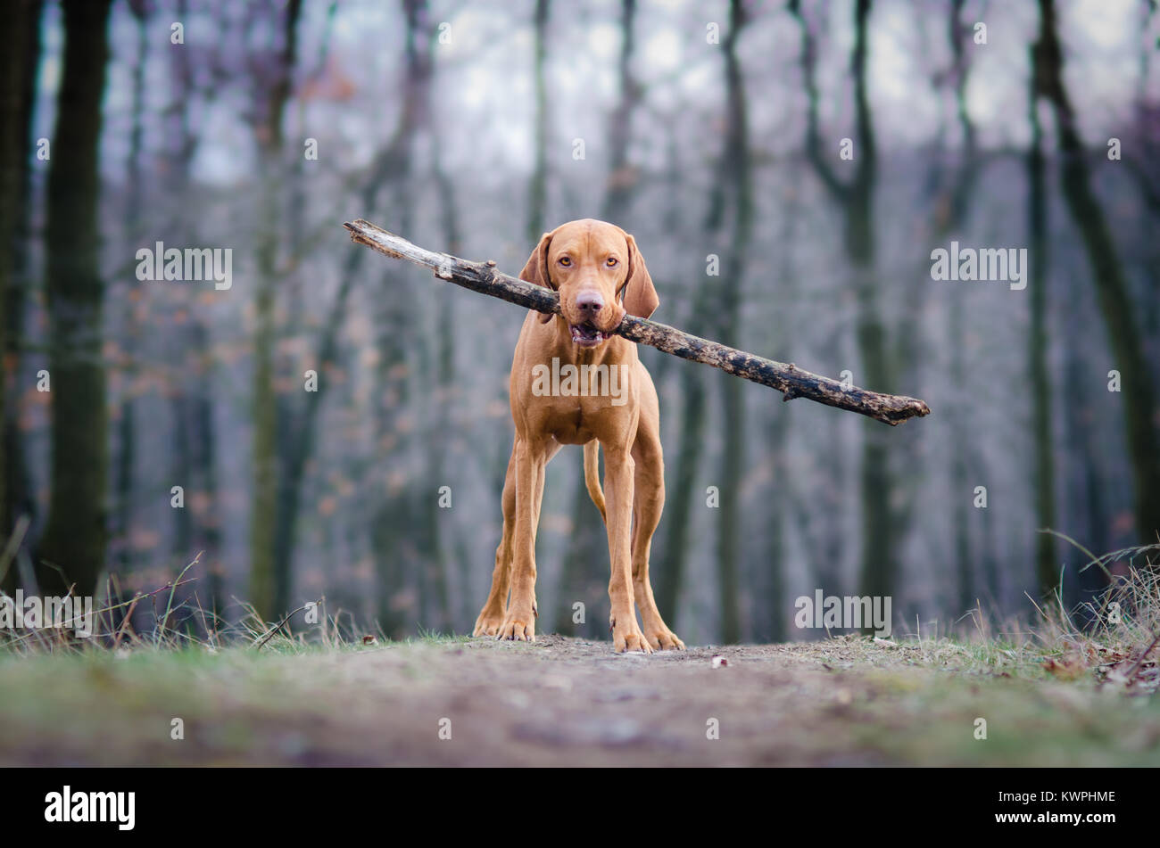 Ungarischen pointer Hund Hund im Wald Stockfoto