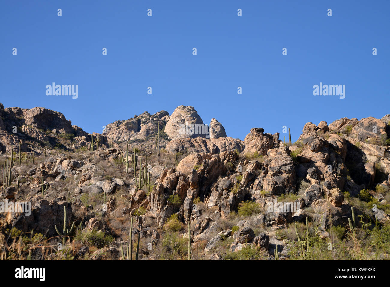 Mendoza Canyon, Coyote Mountains Wilderness Area, Sonoran Wüste, Arizona, USA, Stockfoto