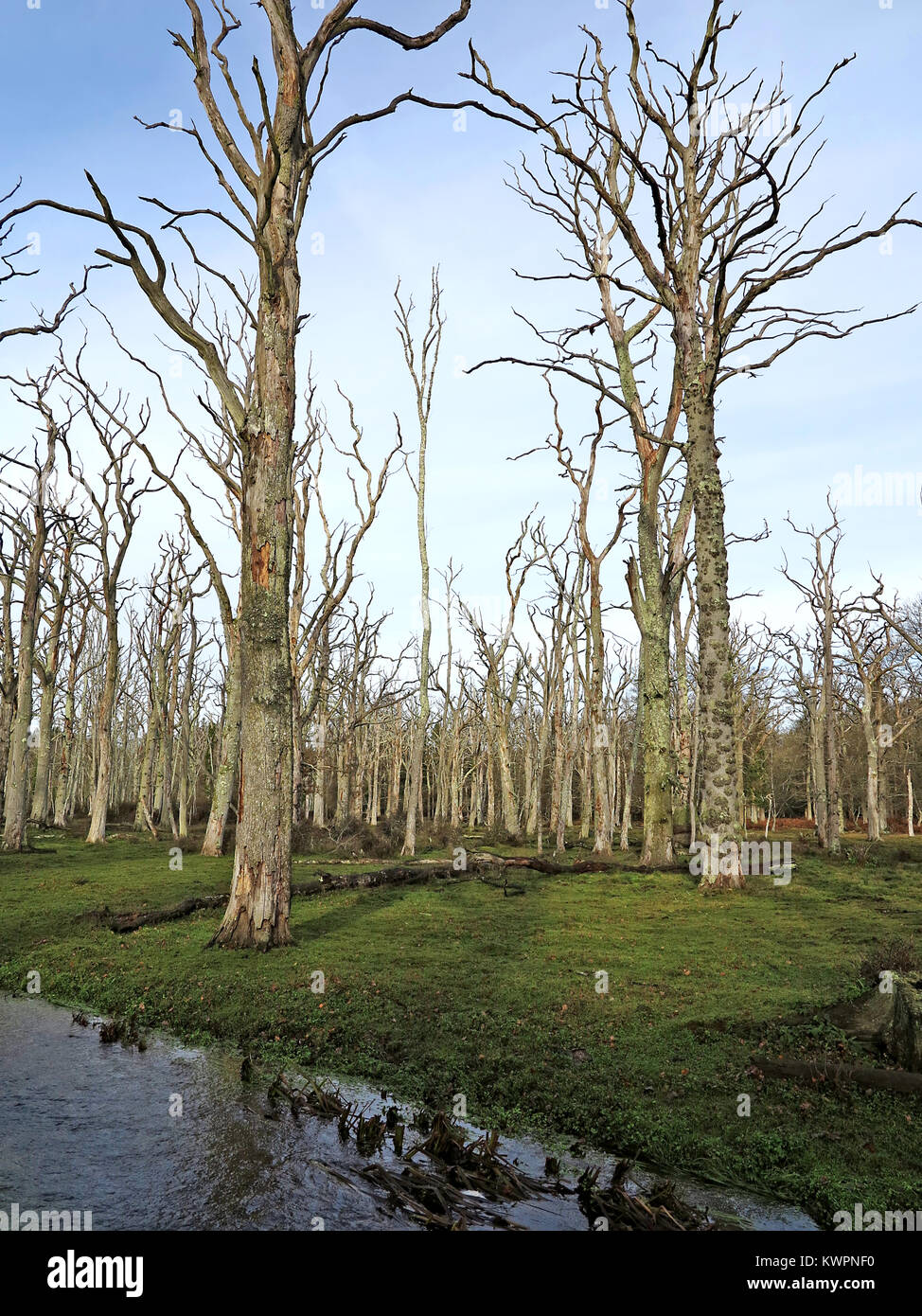 Tot Eichenwald im Winter. New Forest National Park, England. Stockfoto