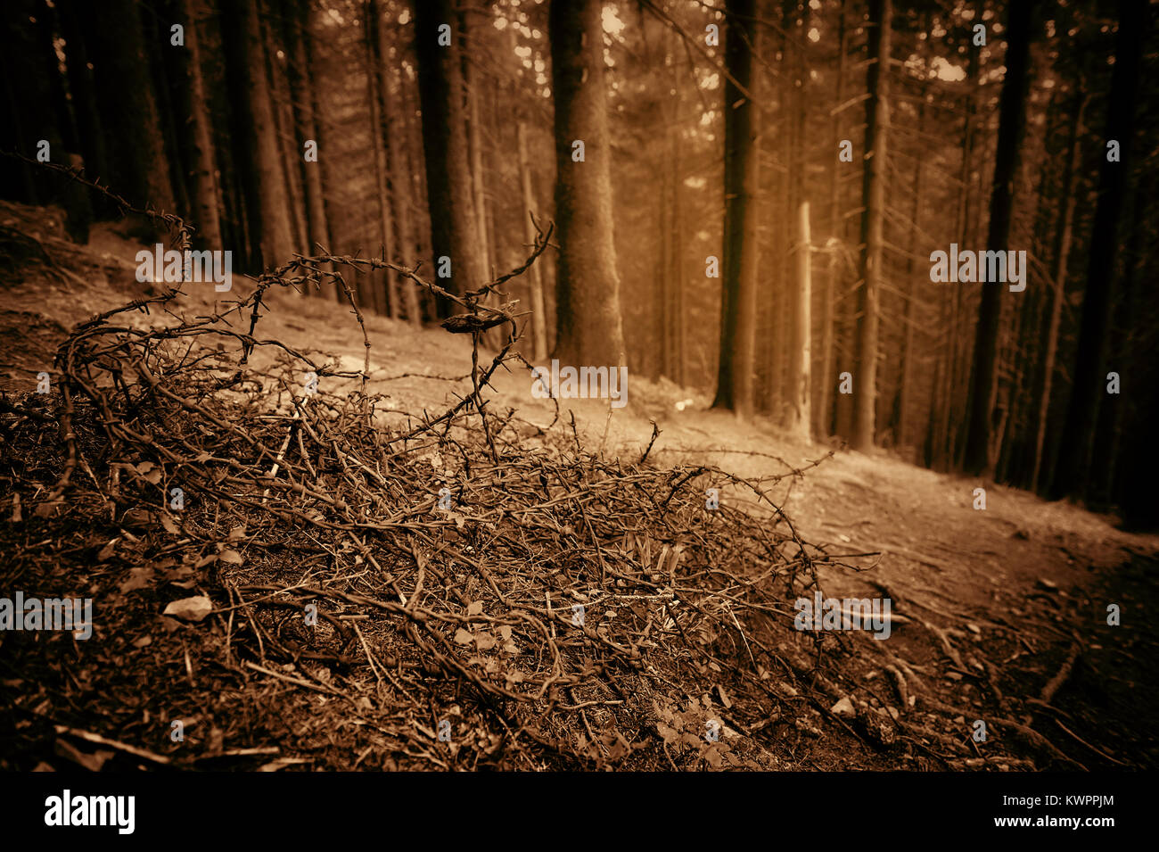 Alten Stacheldraht im Fichtenwald. Echos von Krieg. Kunst Foto in Sepia. Stockfoto