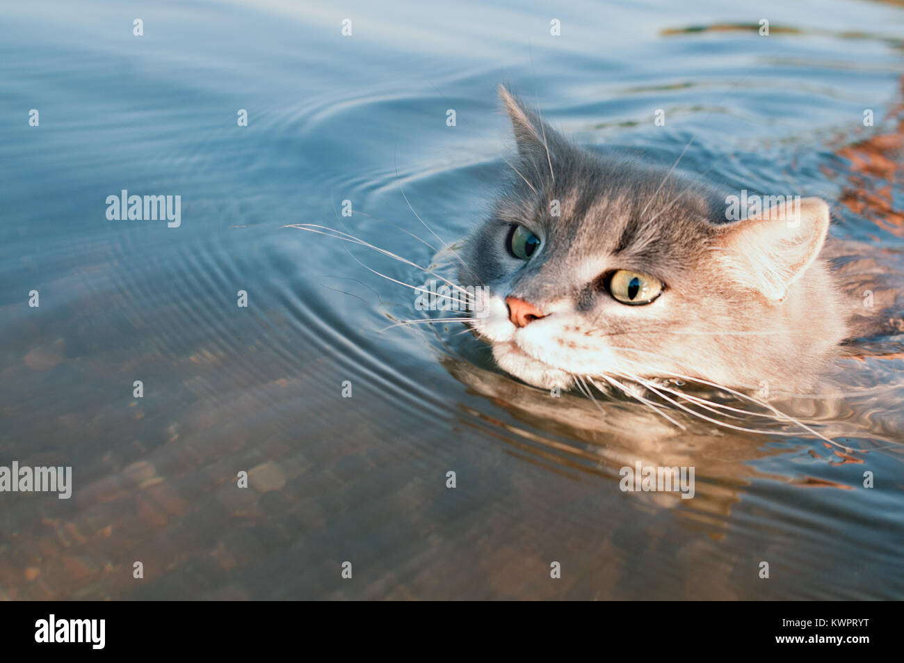Grauen Schnurrbart cat schwimmend auf dem Fluss, im Licht des Sonnenuntergangs Stockfoto