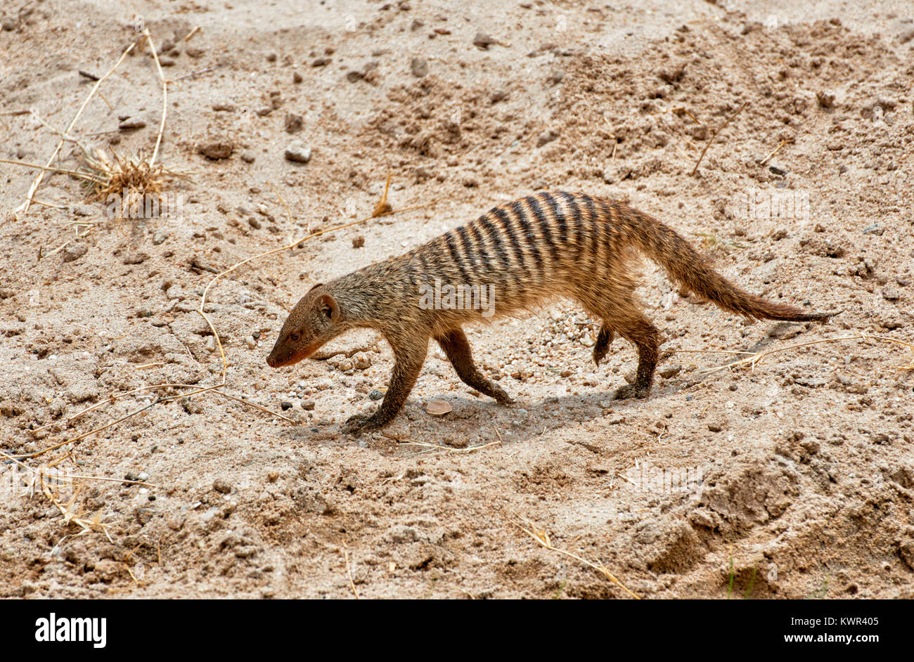 Mungos mungo Fotos und Bildmaterial in hoher Auflösung Alamy