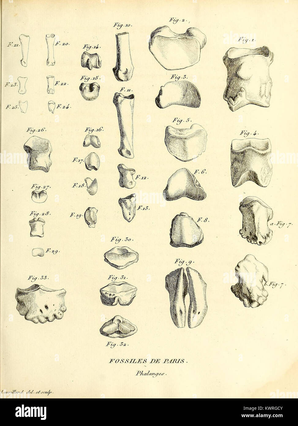 Dieses Bild zeigt eine wissenschaftliche Arbeit, die sich mit den fossilen Knochen von Vierbeiner befasst und einen Beitrag zur Erforschung der antiken Tierwelt und Paläontologie leistet. Stockfoto