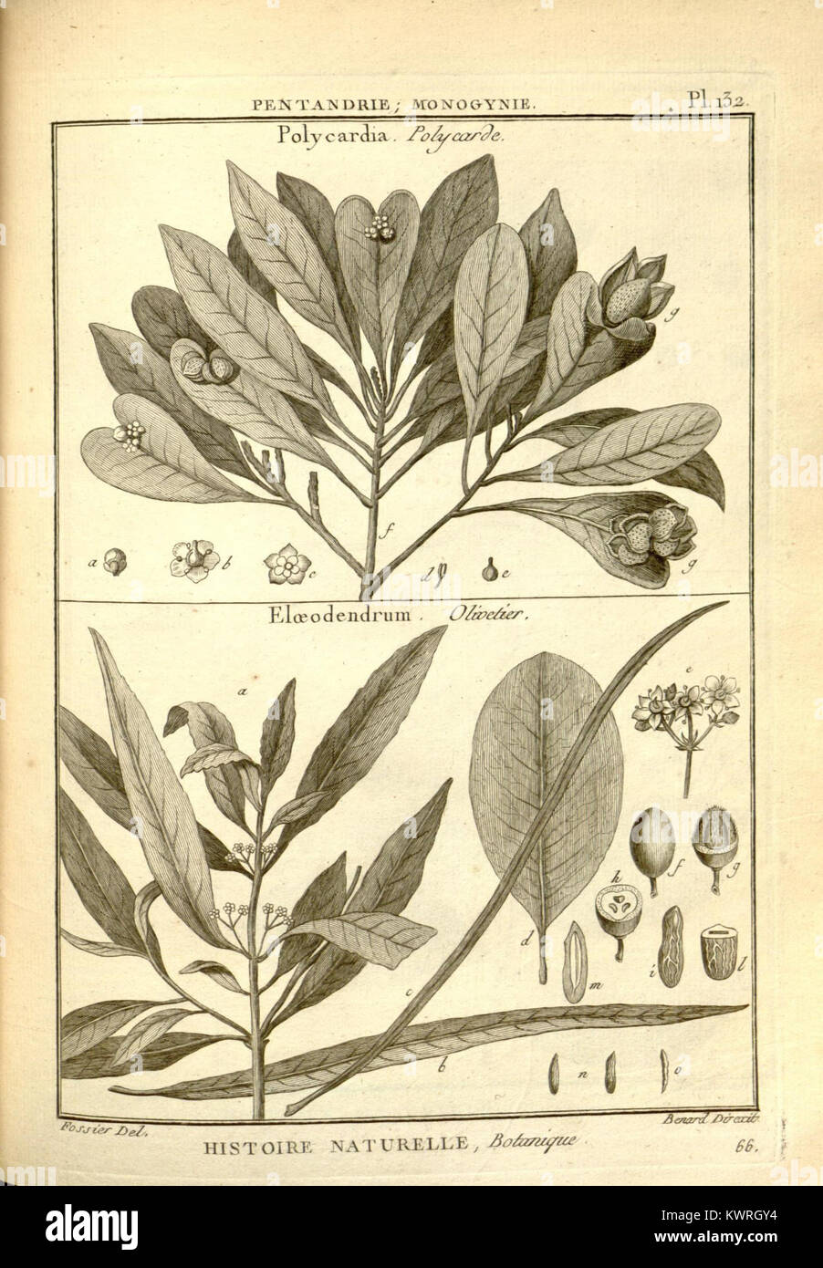 Diese botanische Platte aus dem „Recueil de Planches de botanique“ ist Teil einer umfassenden botanischen Enzyklopädie, die verschiedene Pflanzenarten mit detaillierten Bildern veranschaulicht. Stockfoto
