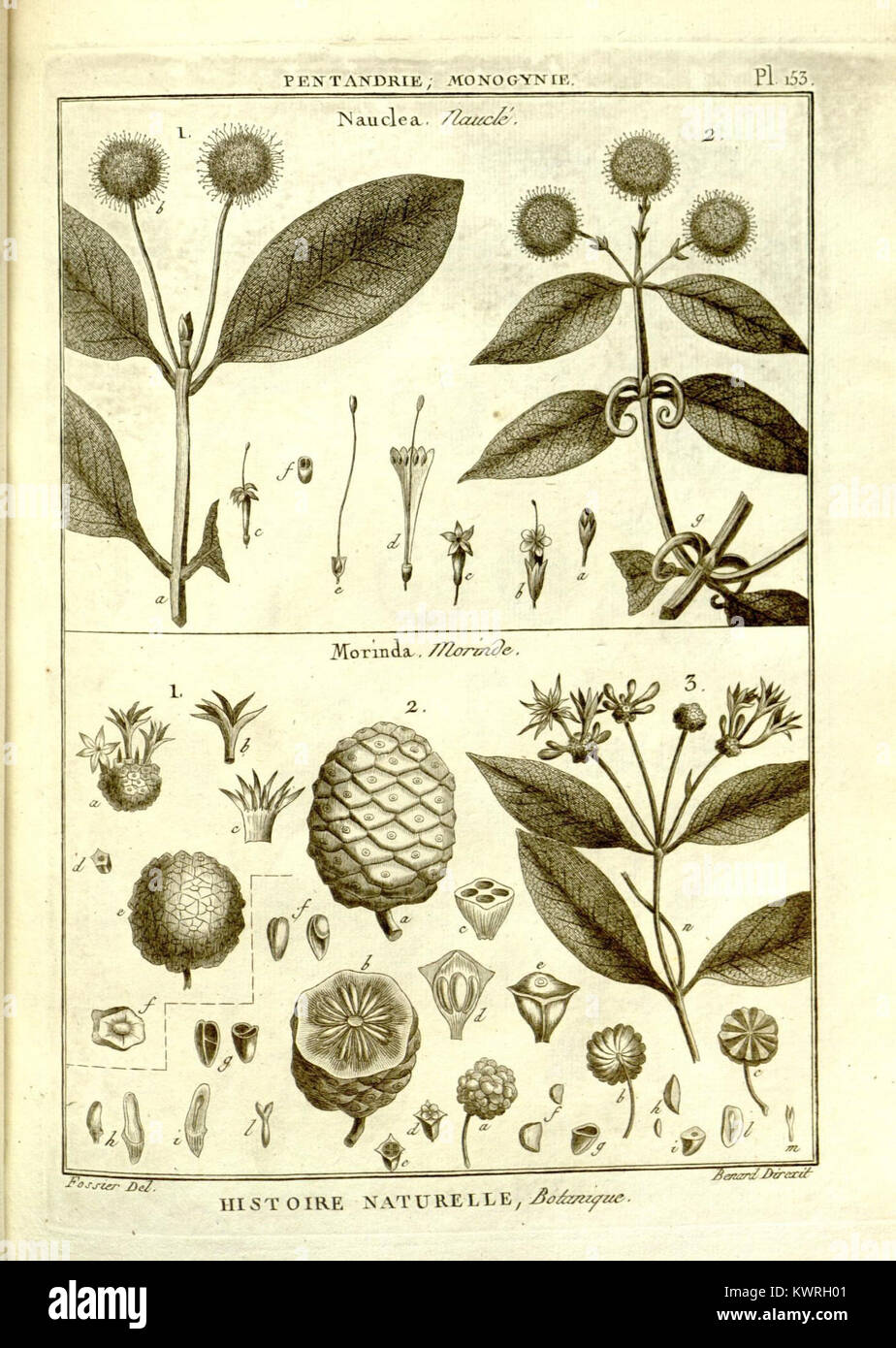Eine botanische Illustration aus „Recueil de planches de botanique de l'encyclopédie“, insbesondere Platte 153, mit detaillierter visueller Dokumentation von Pflanzenarten für wissenschaftliche Untersuchungen. Stockfoto