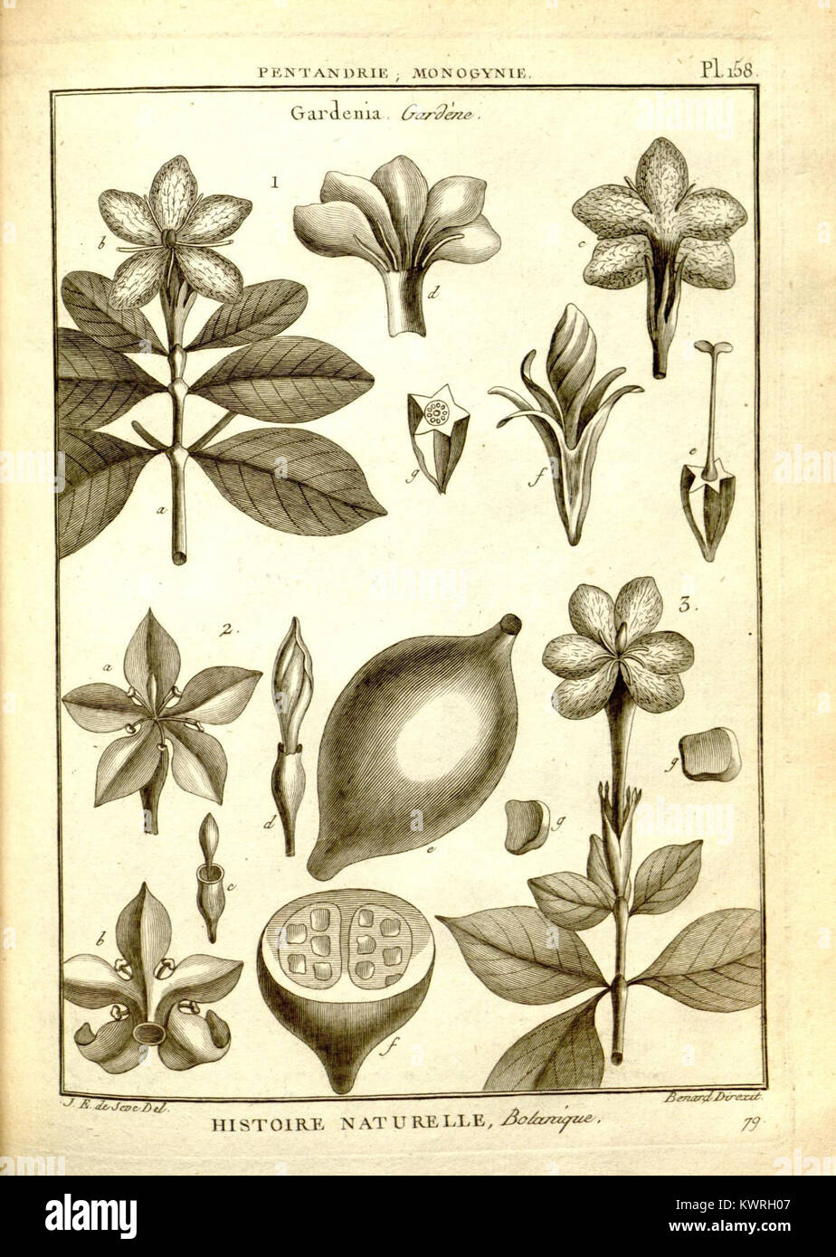 Die botanische Platte ist Teil einer enzyklopädischen Sammlung, die eine detaillierte botanische Illustration aus der Enzyklopädie-Reihe zeigt, die sich auf Pflanzenarten und ihre Merkmale konzentriert. Stockfoto
