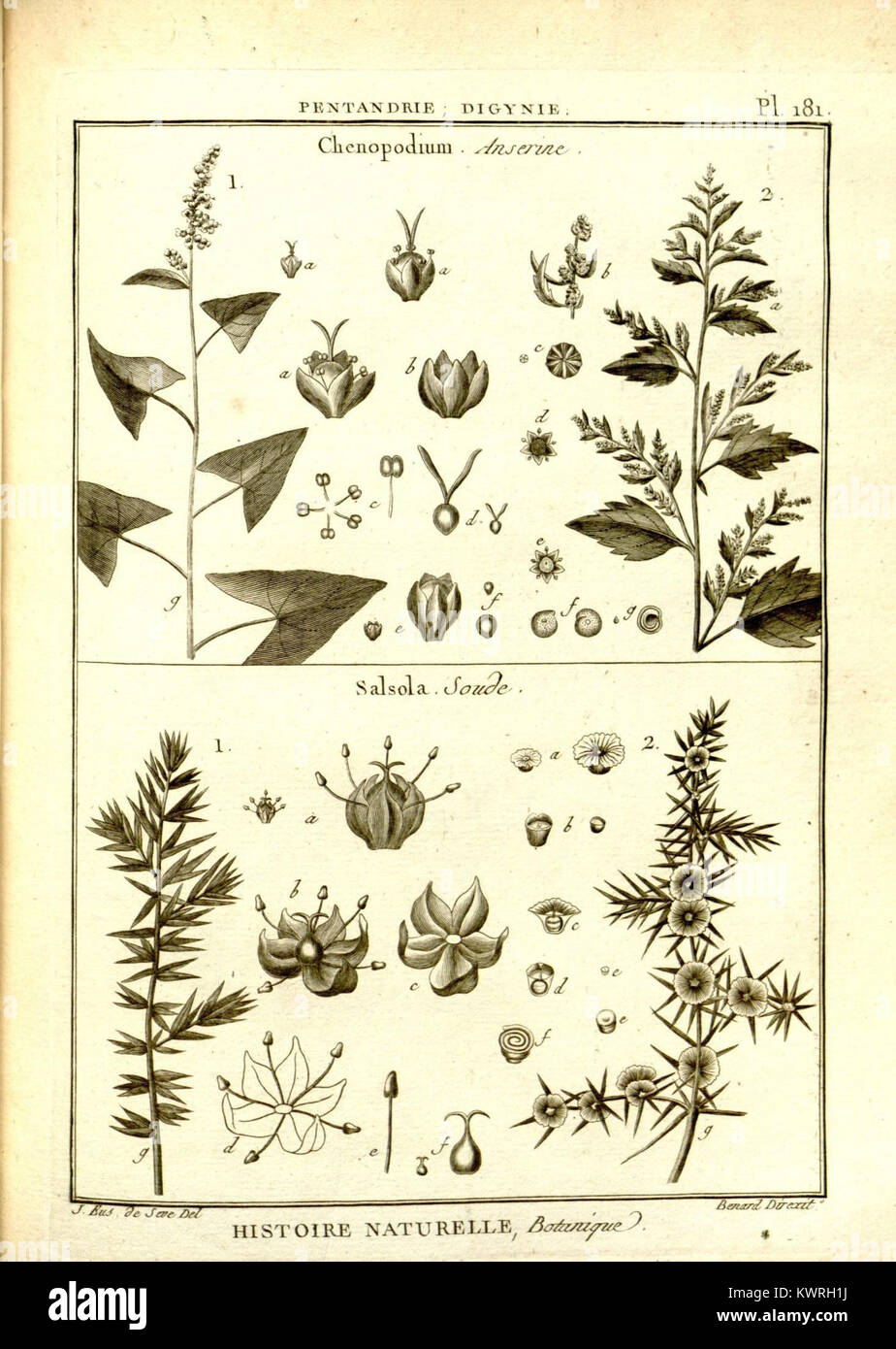 Eine Illustration aus einer botanischen Enzyklopädie mit detaillierten botanischen Platten, die sich auf Pflanzenarten und ihre Klassifizierung im frühen 19. Jahrhundert konzentrieren. Stockfoto