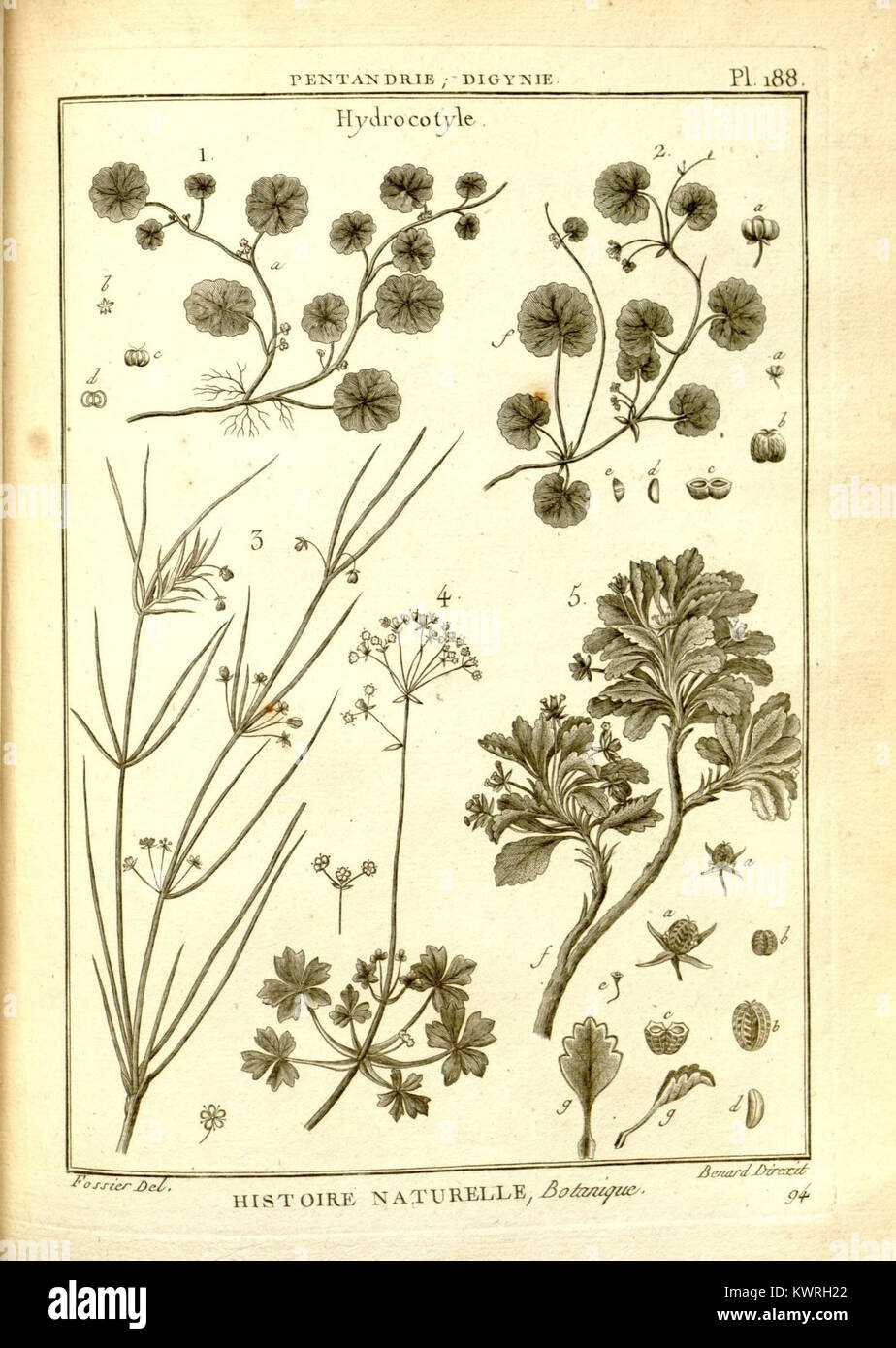 Eine botanische Platte aus dem "Recueil de planches de botanique de l'encyclopédie", einer Enzyklopädie der Botanik. Die Abbildung zeigt verschiedene Pflanzenarten und ihre Merkmale und hebt die botanische Bildung und Klassifizierung hervor. Stockfoto