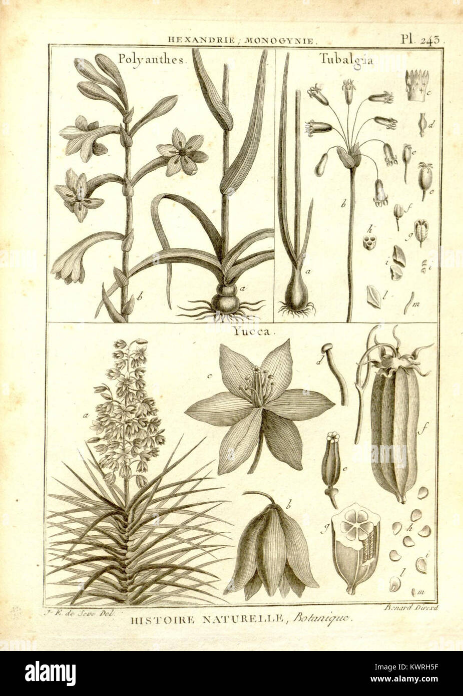 Eine Platte aus dem „Recueil de planches de botanique“, einer botanischen Enzyklopädie, die im 18. Jahrhundert veröffentlicht wurde. Es zeigt detaillierte Abbildungen verschiedener Pflanzenarten. Stockfoto