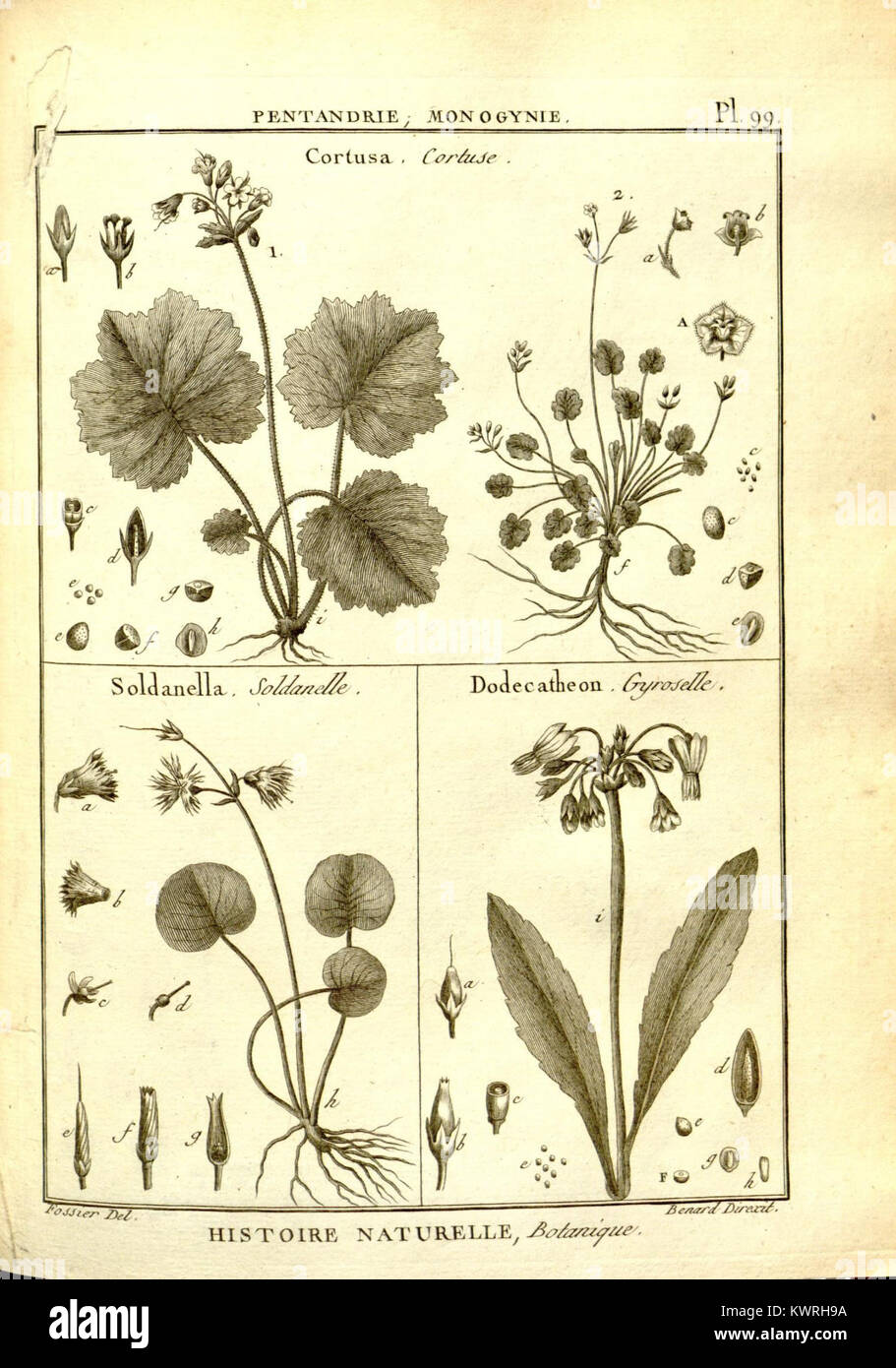 Diese botanische Platte aus dem „Recueil de planches de botanique de l'encyclopédie“ zeigt eine Art aus der umfassenden botanischen Enzyklopädie und trägt zur Dokumentation von Pflanzenarten bei. Stockfoto