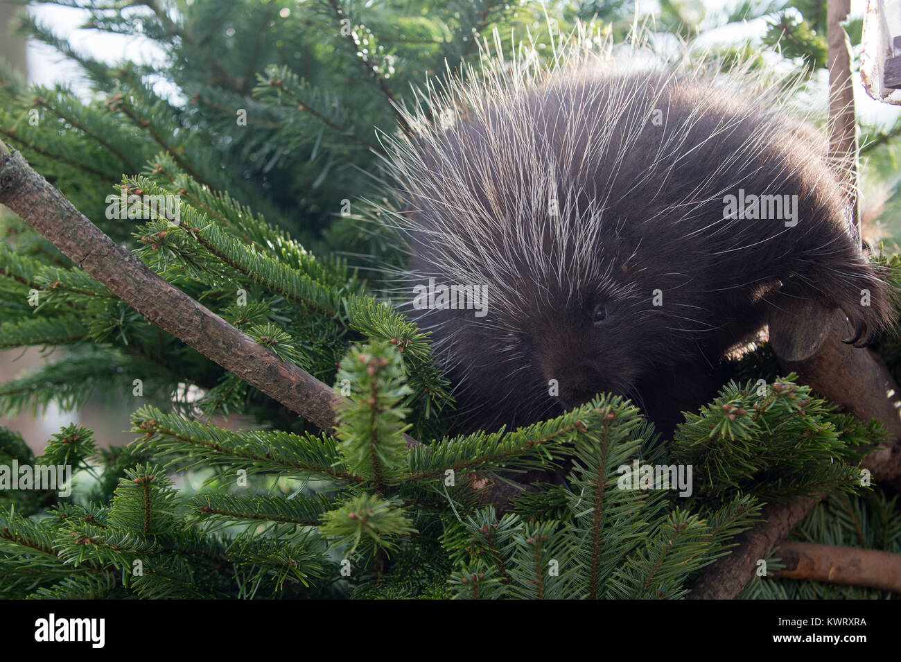 Magdeburg, Deutschland. 05 Jan, 2018. Eine neue Welt porcupine kriecht durch eine Tanne im Magdeburger Zoo in Magdeburg, Deutschland, 05. Januar 2018. Der Zoo Mitarbeiter sind derzeit die Verteilung von frischen, unbenutzten Weihnachtsbäume, die nicht in der Weihnachtszeit verkauft wurden, um ihre Tiere. Credit: Klaus-Dietmar Gabbert/dpa-Zentralbild/ZB/dpa/Alamy leben Nachrichten Stockfoto