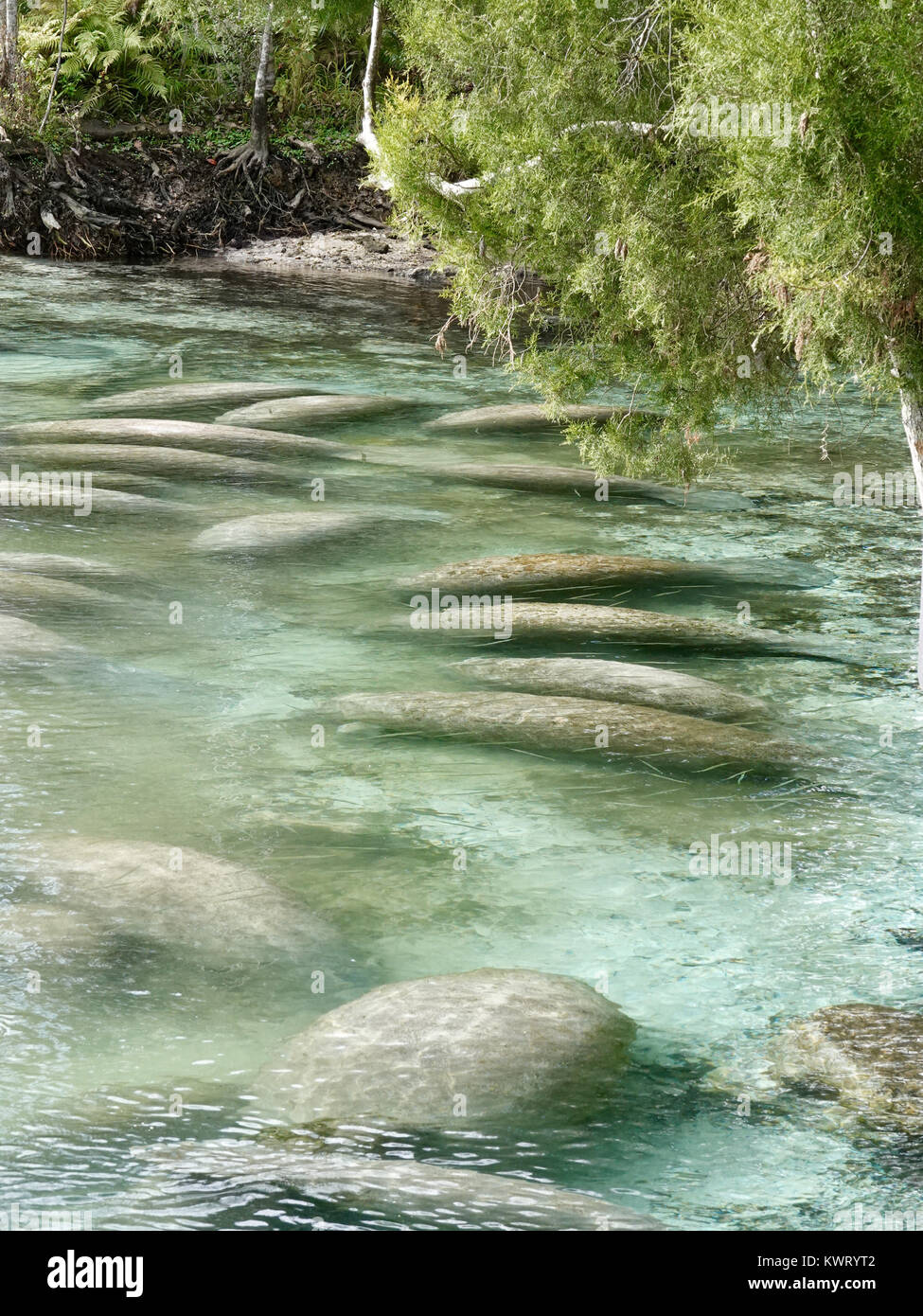 Crystal River, Florida, USA, 5. Januar 2018. Kalte Temperaturen an der Westküste von Florida manatees verursachen (Trichechus Manatus) Tierheim in warmen, geschützten Bereichen wie die Federn bei "Drei Schwestern." Im Allgemeinen ein Mehr einsame Kreatur, Massen der Seekühe, die sich um die 74F Federn weist auch im Winter eco-Touristen in diese normalerweise recht Teil des Staates. Credit: Cecile Marion/Alamy leben Nachrichten Stockfoto