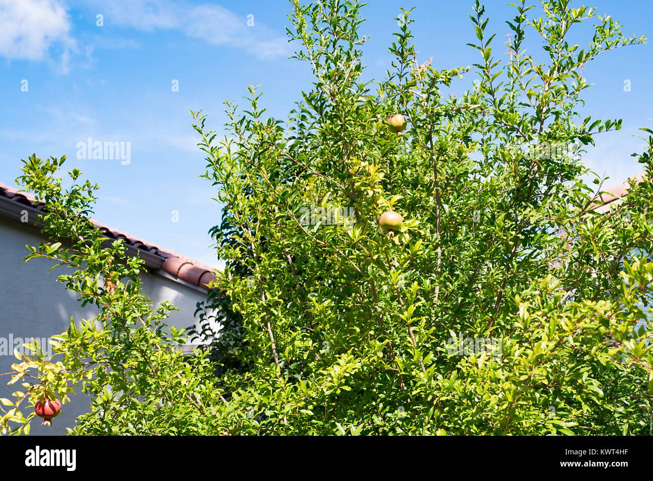 Granatäpfel wachsen auf einem Baum vor einem blauen Himmel während der jüdische Feiertag von Rosch Haschanah, 21. September 2017. In der jüdischen Religion, der pomegrante ist oft an Rosch Haschanah als Symbol der Gebote der Tora (jüdische Bibel gegessen). Stockfoto