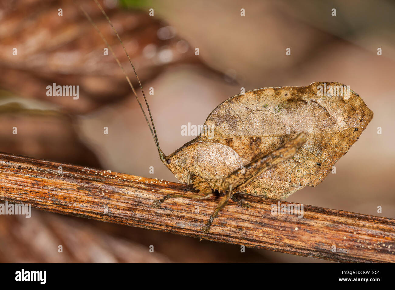 Eine gut getarnte tote Blätter imitieren, katydid (Orthoptera, Familie Tettigoniidae) in der tieflandregenwälder von Peru. Ein hervorragendes Beispiel für cr Stockfoto