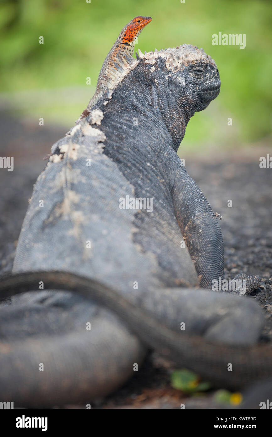 Eine weibliche Galapagos lava Lizard (Microlophus albemarlensis) thront auf einem Galapagos mariner Leguan (Amblyrhynchus cristatus albemarlensis). Stockfoto