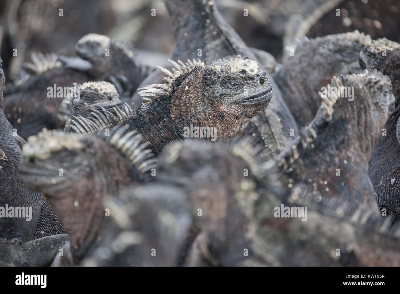 Eine große Gruppe von Galapagos Meerechsen (Amblyrhynchus cristatus Hassi) zusammen. Stockfoto