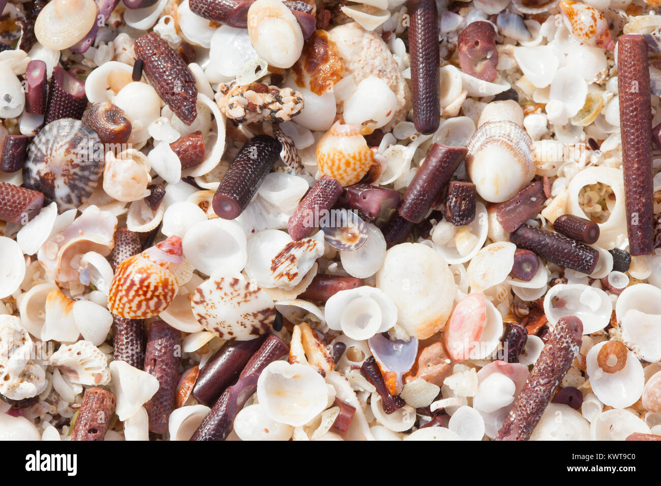 Seashells gemischt mit Stacheln aus Schiefer bleistift Seeigel (Eucidaris thouarsii) am Strand. Insel San Cristobal Galapagos. Stockfoto