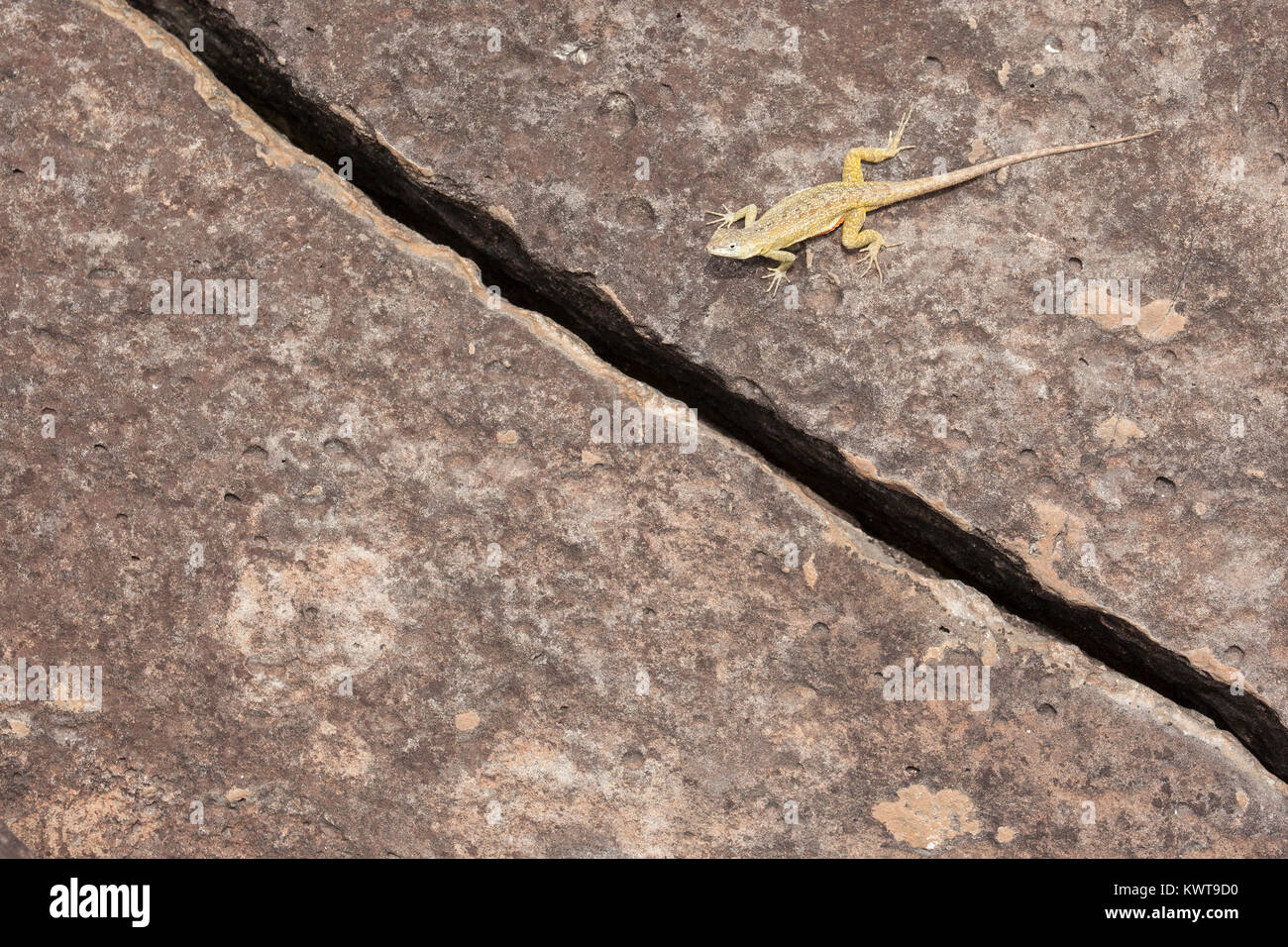 San Cristobal lava Lizard (Microlophus bivittatus) auf einem Felsen thront. Stockfoto