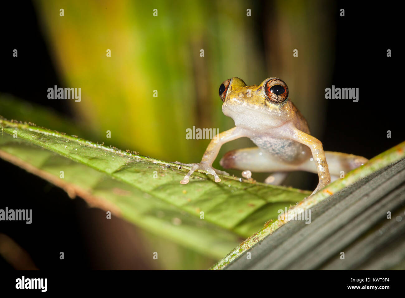 Tropische Hylid Frosch. Podocarpus Nationalpark, Ecuador. Stockfoto