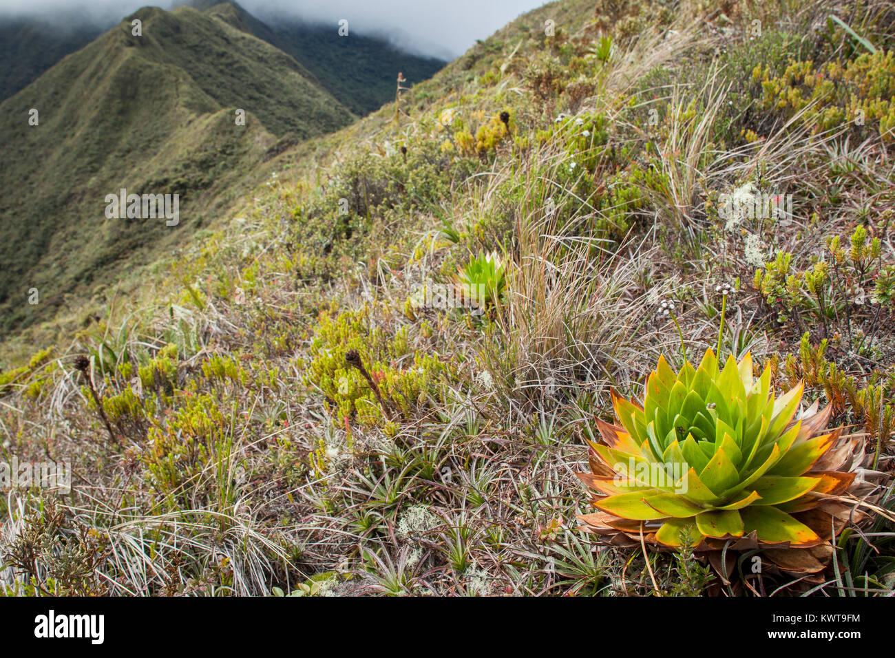 Gräser und ausgestreckten Gefäßpflanzen dominieren die Elevation paramo Ökosystem der Anden. Podocarpus National Park, Cajanuma Sektor, Ecuador. Stockfoto