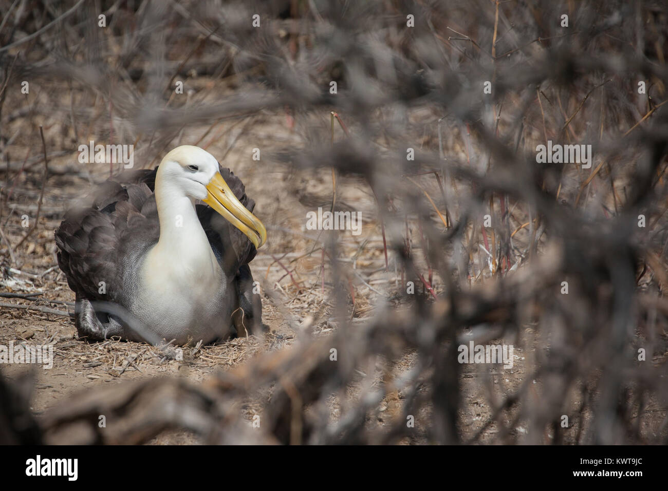 Eine besonders gefährdete winkte Albatross (Phoebastria irrorata). Isla de la Plata, Ecuador. Stockfoto