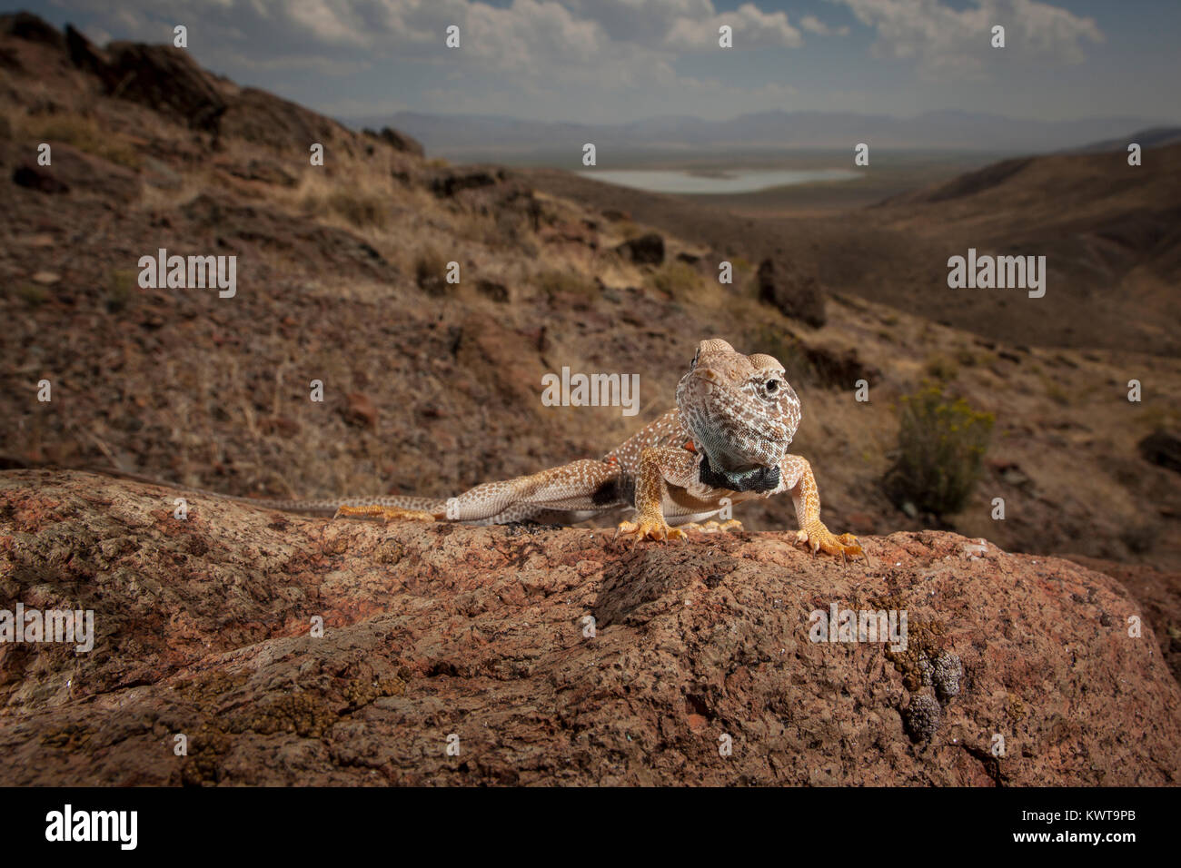 Great Basin collared Lizard (Crotaphytus bicinctores) auf einem Felsen mit herrlichem Vista im Hintergrund thront. Oregon, USA. Stockfoto