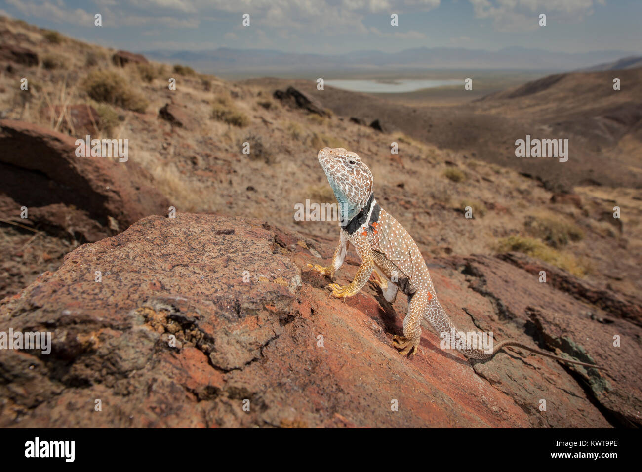 Great Basin collared Lizard (Crotaphytus bicinctores) auf einem Felsen mit herrlichem Vista im Hintergrund thront. Oregon, USA. Stockfoto