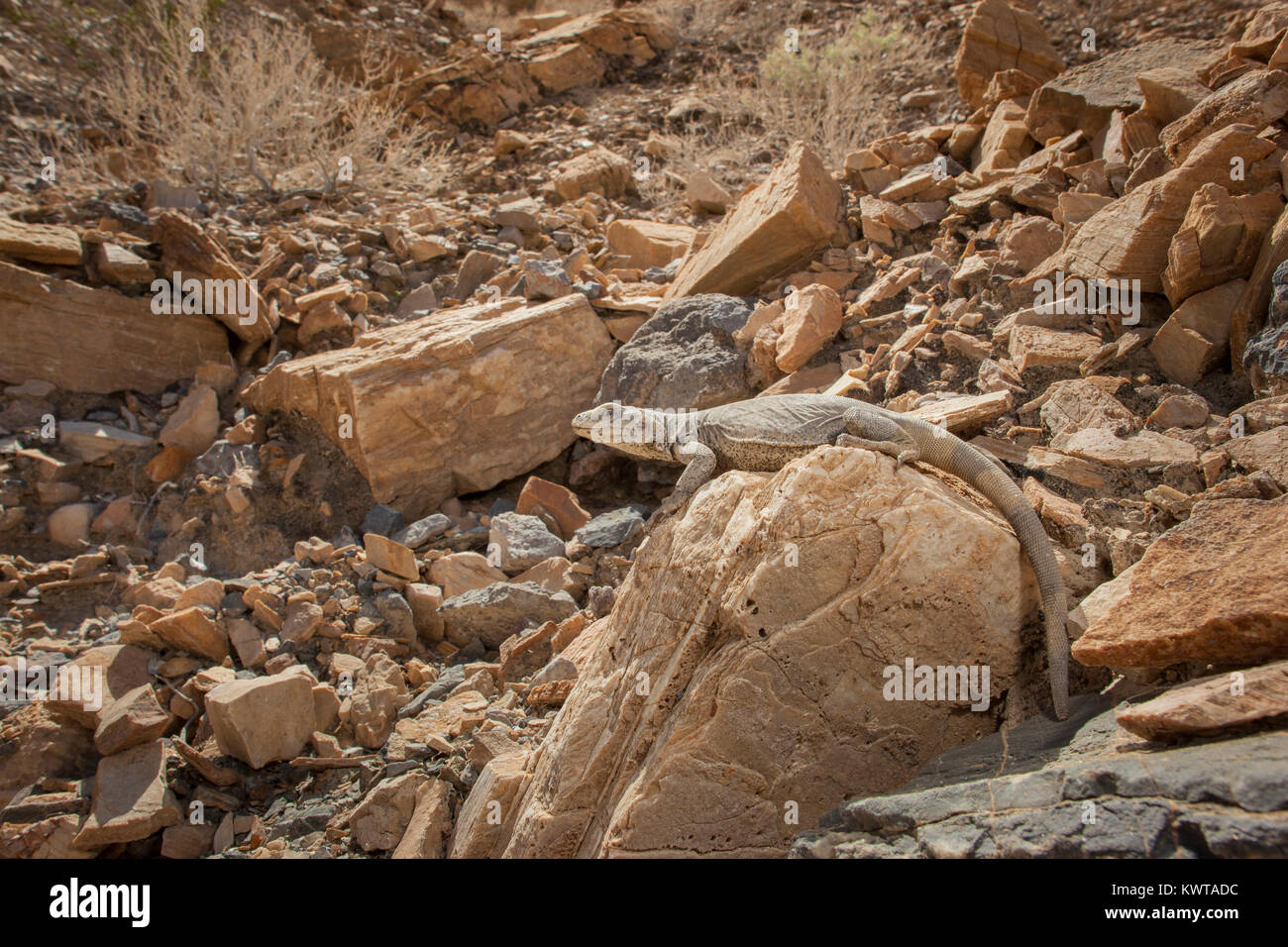 (Chuckwalla Sauromalus ater [ehemals Saurmalus obesus] bekannt) auf einem Felsen im Death Valley National Park, Nevada, USA thront. Stockfoto