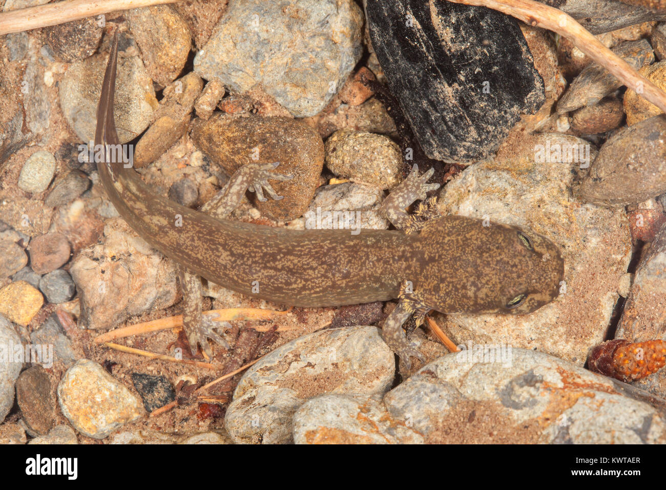 Pazifischer Riesensalamander Fotos Und Bildmaterial In Hoher