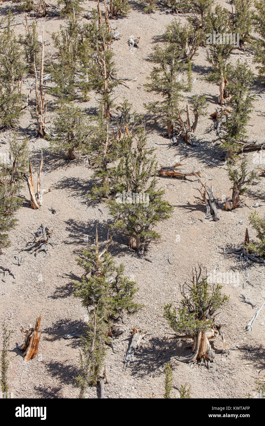 Aus der Vogelperspektive alte Wachstum Wald besteht aus großen Bassin bristlecone Kiefern (Pinus longaeva) im Schulman Grove in der Alten Bristlecone Stockfoto