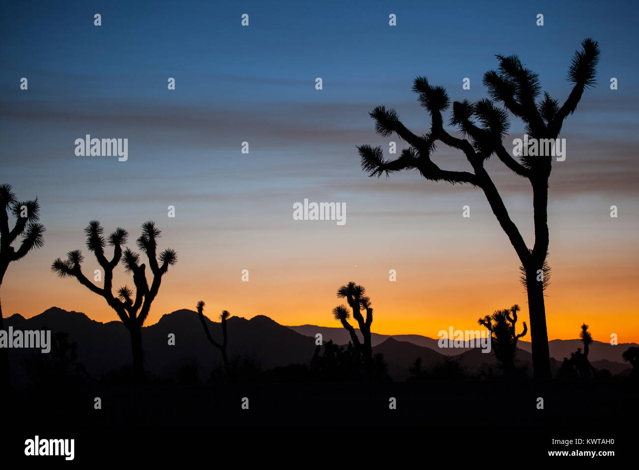 Silhouetten von Josha treees in Joshua Tree National Park bei Sonnenuntergang (Calfornia, USA). Stockfoto