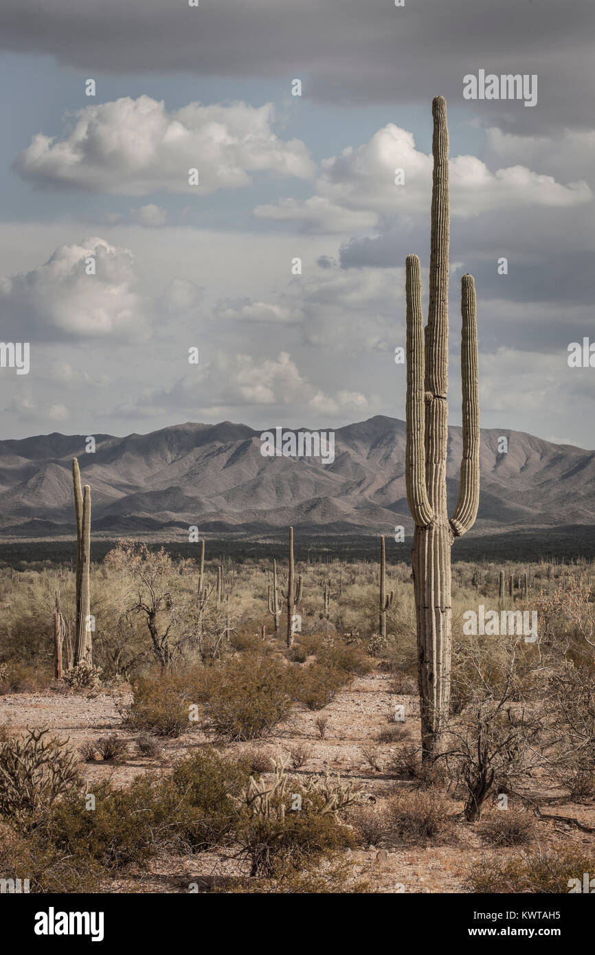 Saguaro Kakteen (Carnegiea gigantea) in Sonoran Desert National Monument. Stockfoto